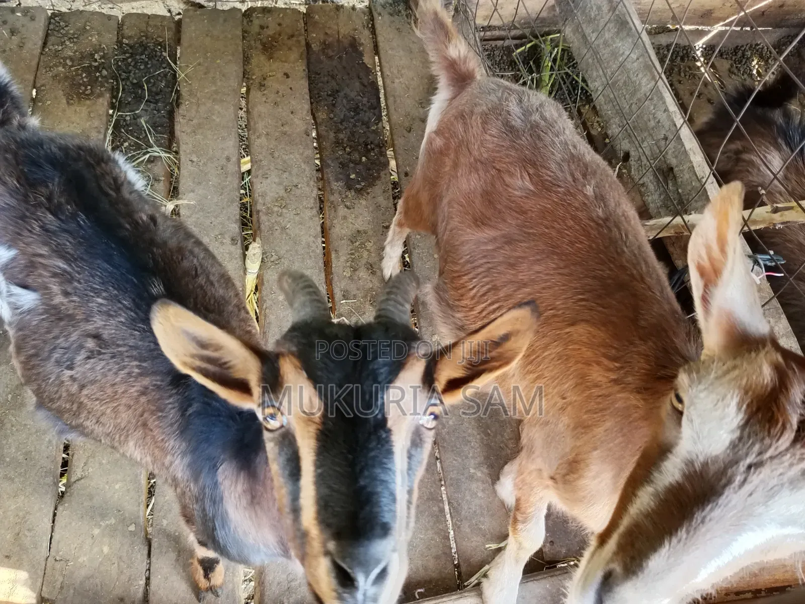 Dairy Goats
