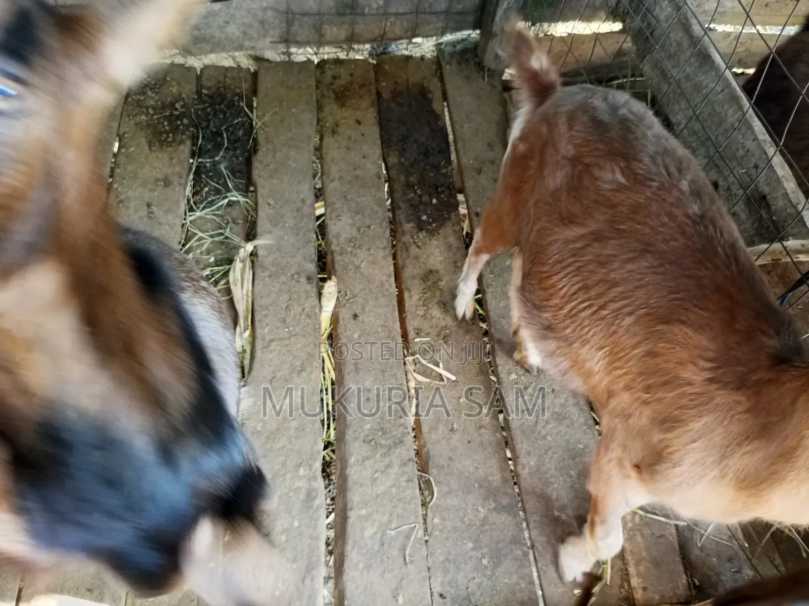 Dairy Goats