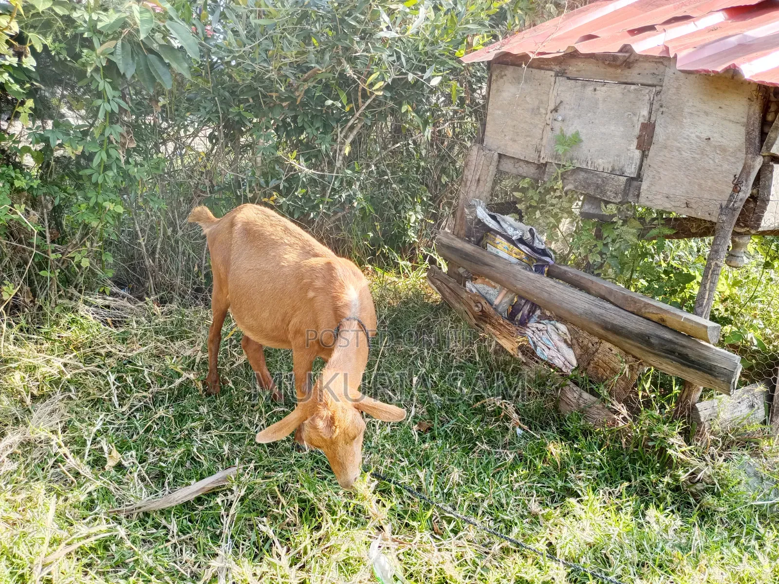 Dairy Goats