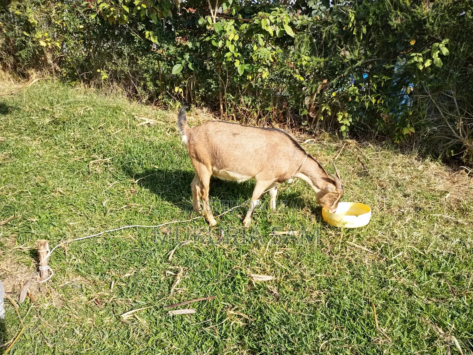 Dairy Goats