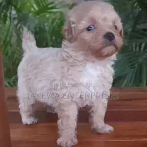 1-3 months Male Purebred Havanese