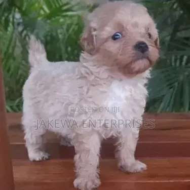 1-3 months Male Purebred Havanese