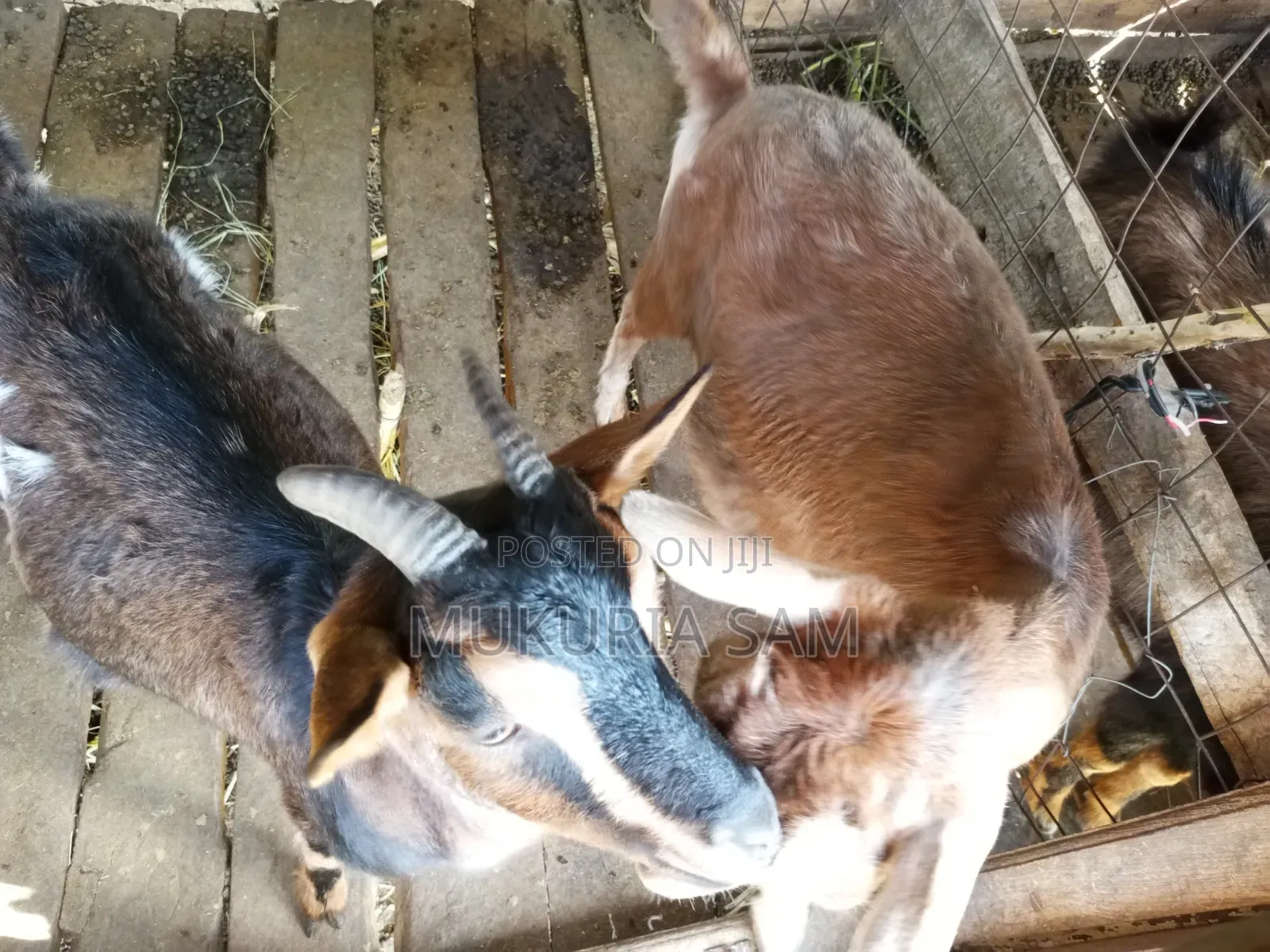 Dairy Goats