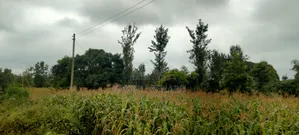 Prime 2 3⁄4-Acre Riverfront Paradise, Build Your Dream Home or Farm