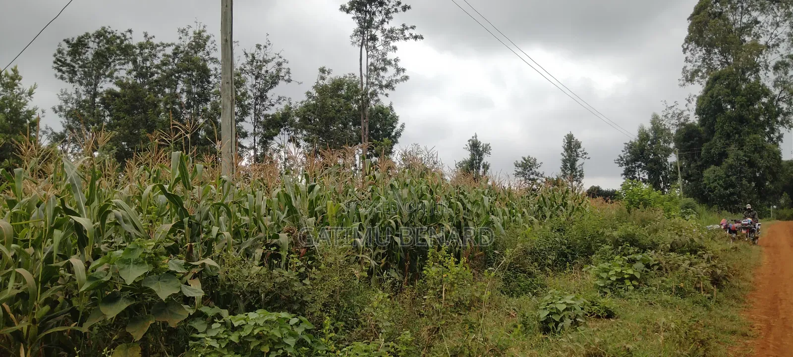 Prime 2 3⁄4-Acre Riverfront Paradise, Build Your Dream Home or Farm