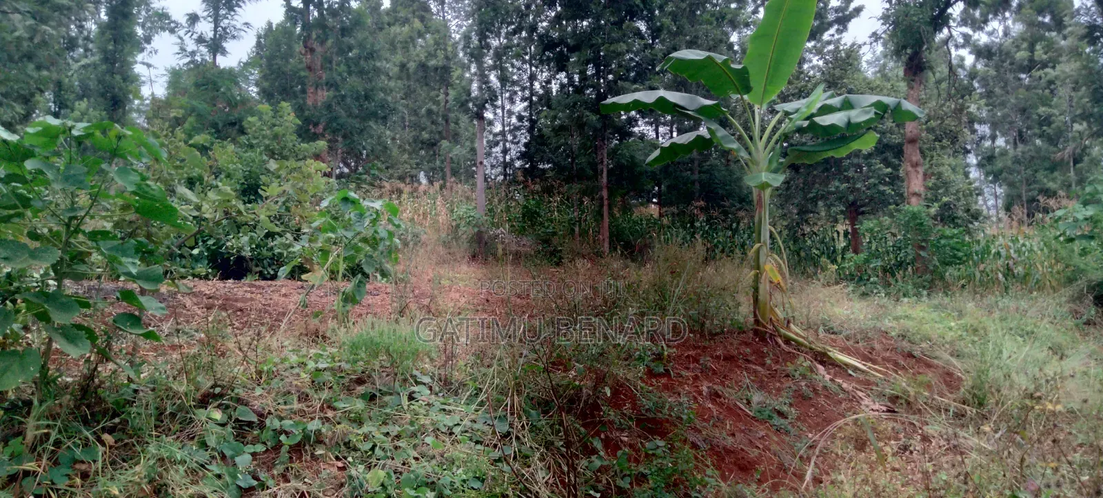 Prime 2 3⁄4-Acre Riverfront Paradise, Build Your Dream Home or Farm