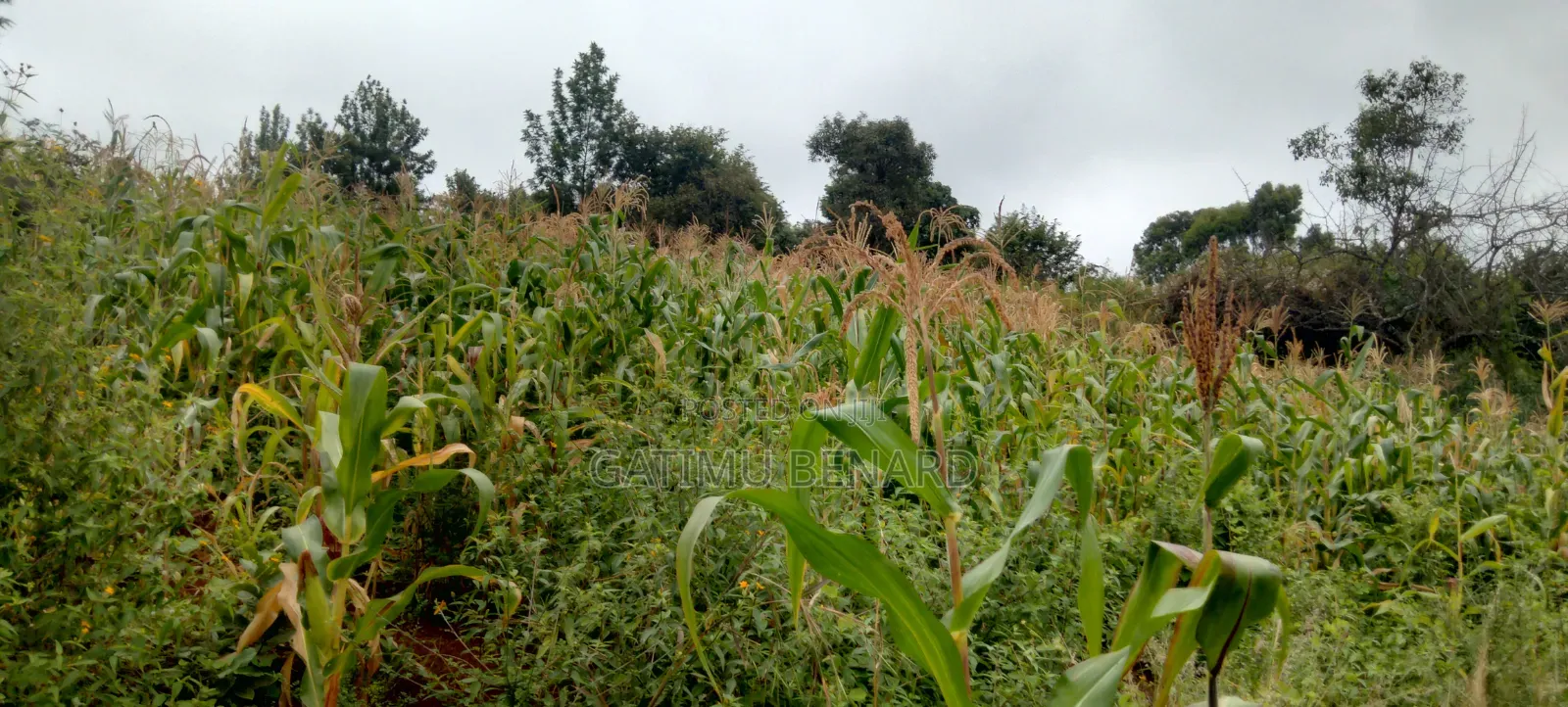 Prime 2 3⁄4-Acre Riverfront Paradise, Build Your Dream Home or Farm