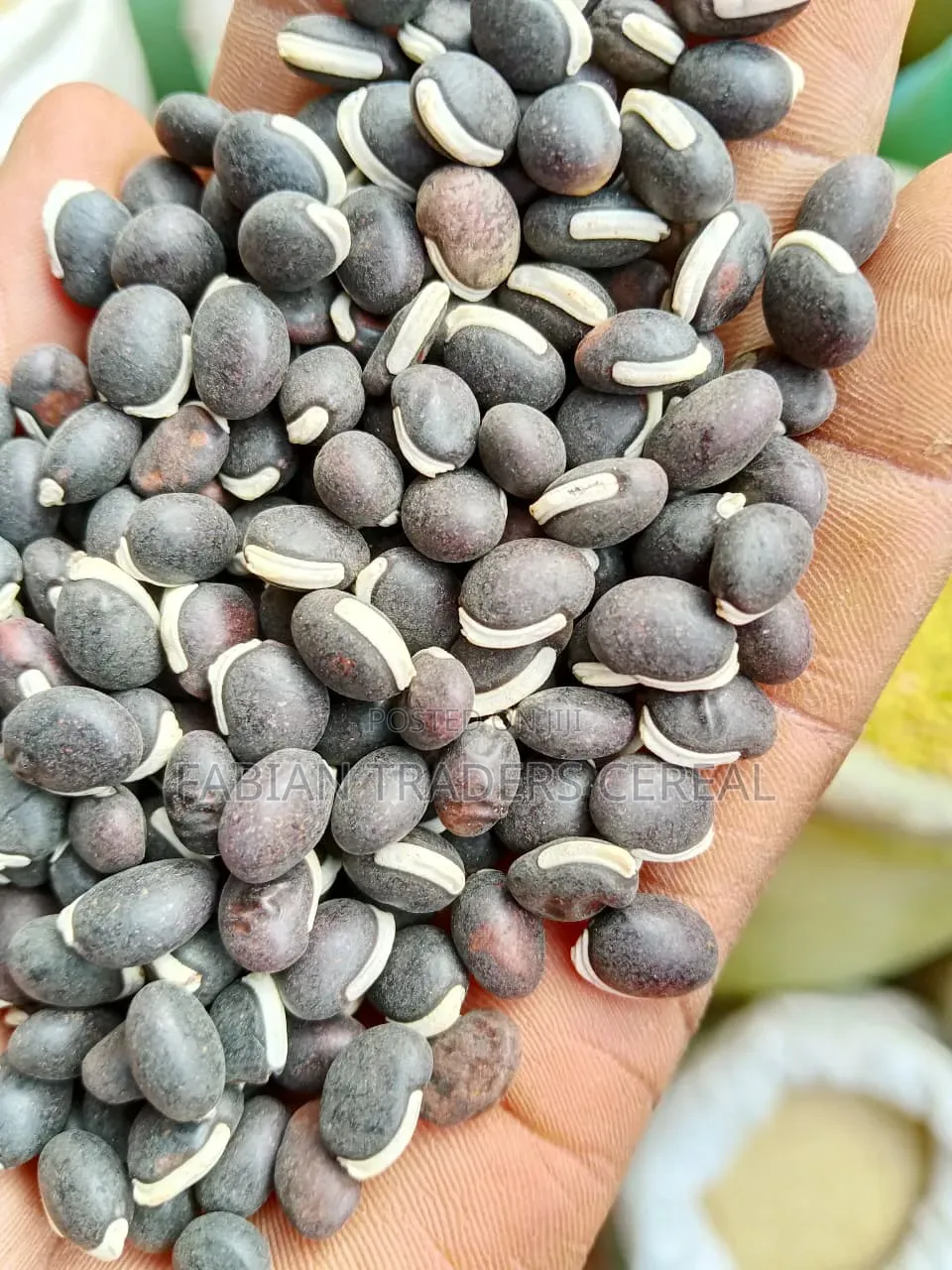 Beans and Maize