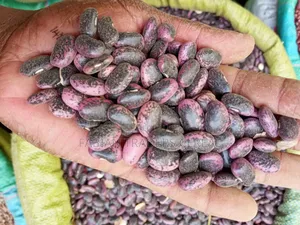 Beans and Maize