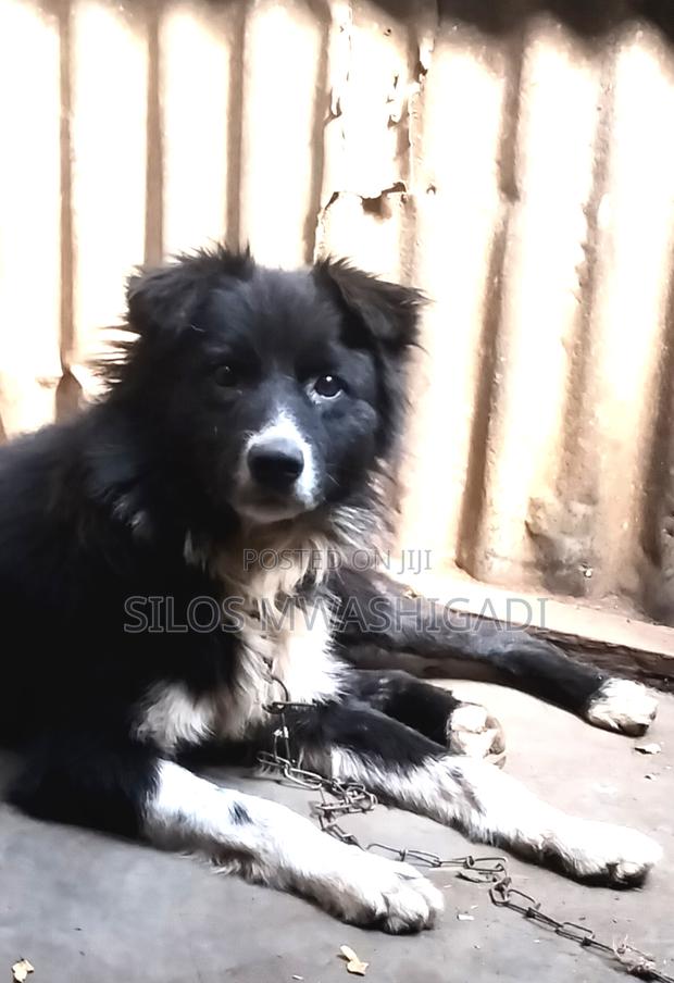 6-12 months Male Purebred Border Collie