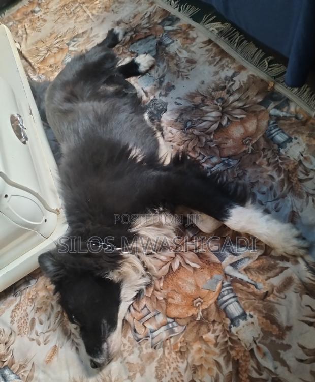 6-12 months Male Purebred Border Collie - thumbnail 2