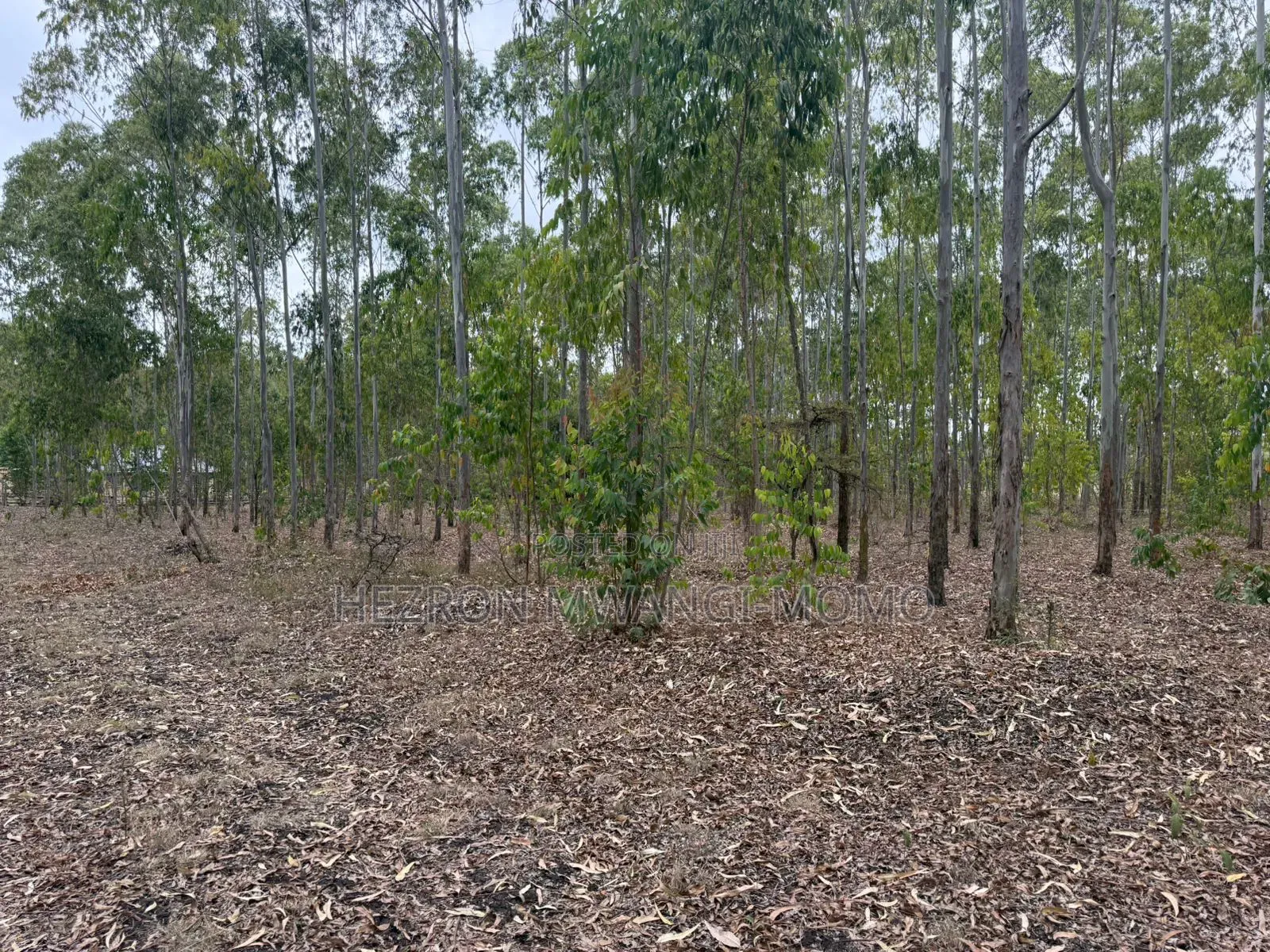 2no.Plots 100x100 Rangau