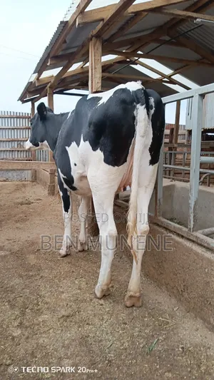 7 Months Incalf Extra Giant Heifer