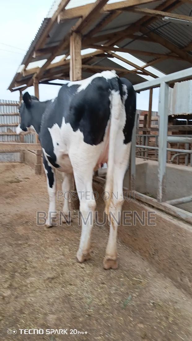7 Months Incalf Extra Giant Heifer - thumbnail 2