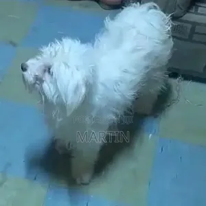 6-12 months Female Purebred Maltese