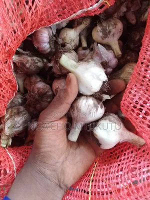 Large Garlic