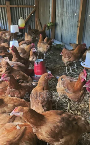 Kuku/Chicken Improved Kienyeji for Sale.