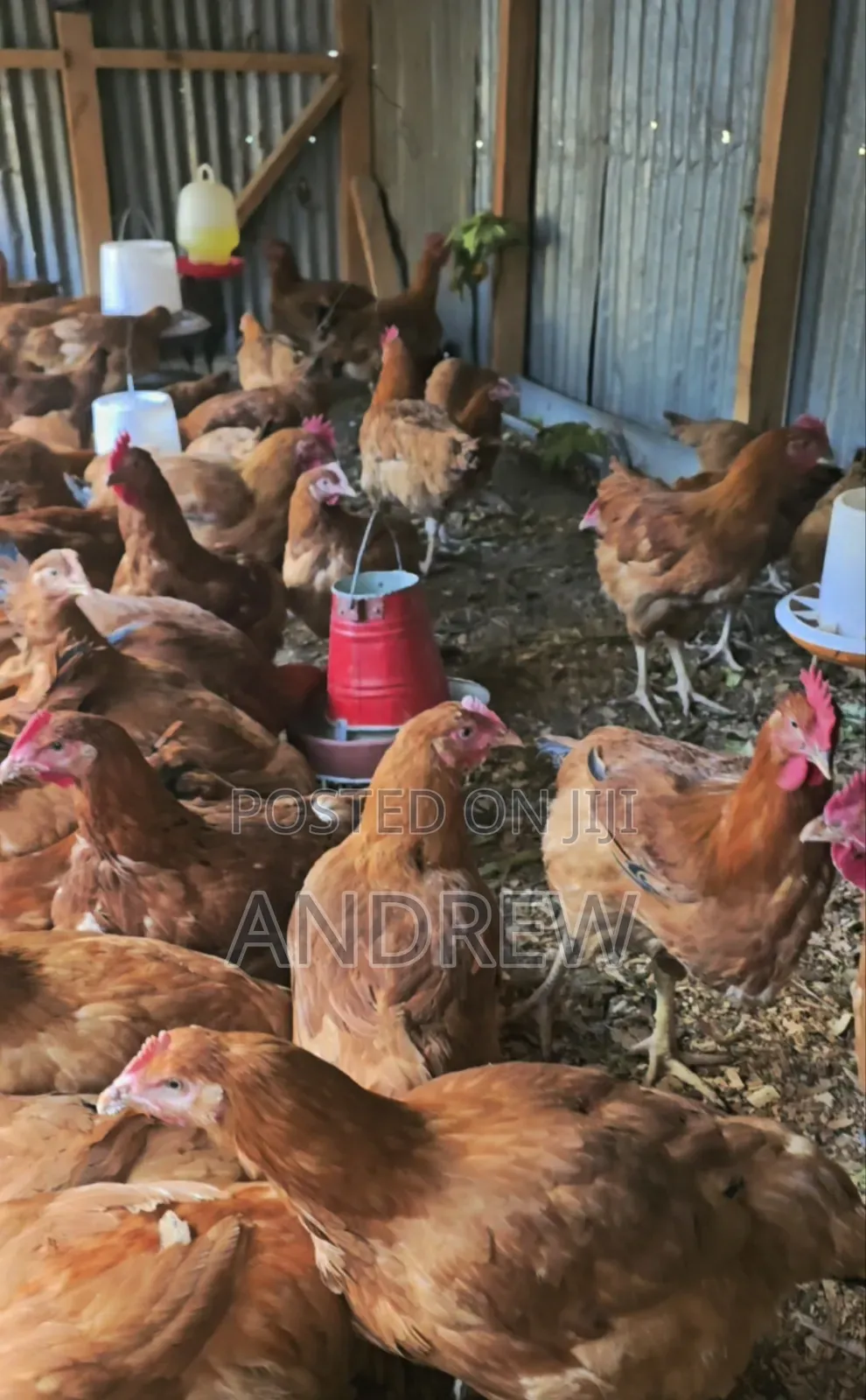 Kuku/Chicken Improved Kienyeji for Sale.