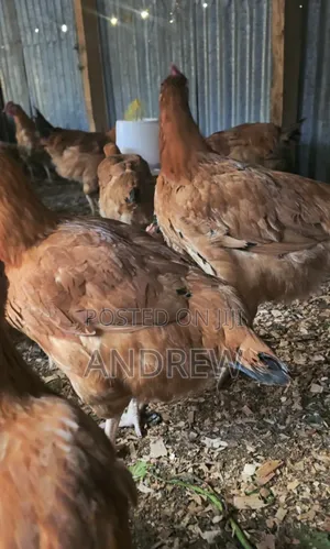 Kuku/Chicken Improved Kienyeji for Sale.