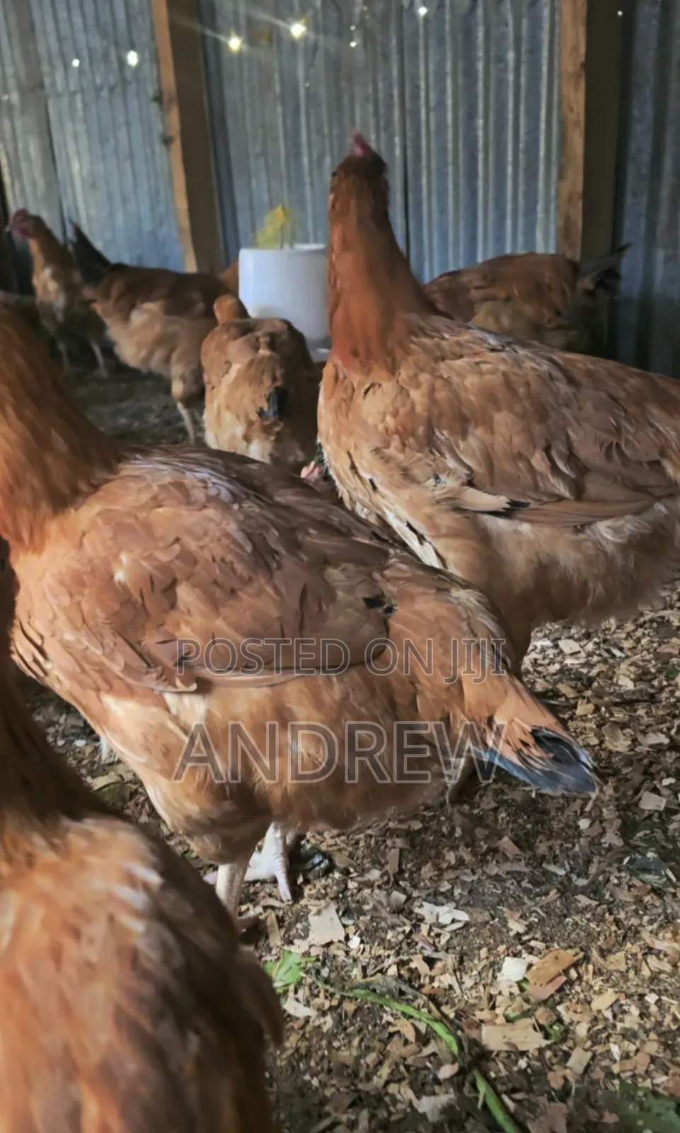 Kuku/Chicken Improved Kienyeji for Sale.