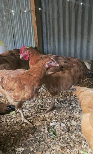 Kuku/Chicken Improved Kienyeji for Sale.