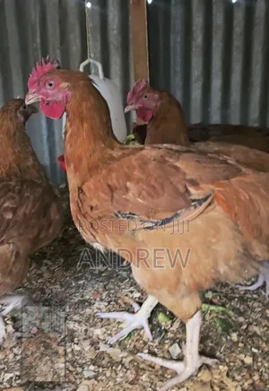 Kuku/Chicken Improved Kienyeji for Sale.