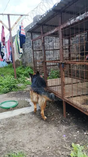 1-3 months Male Purebred German Shepherd