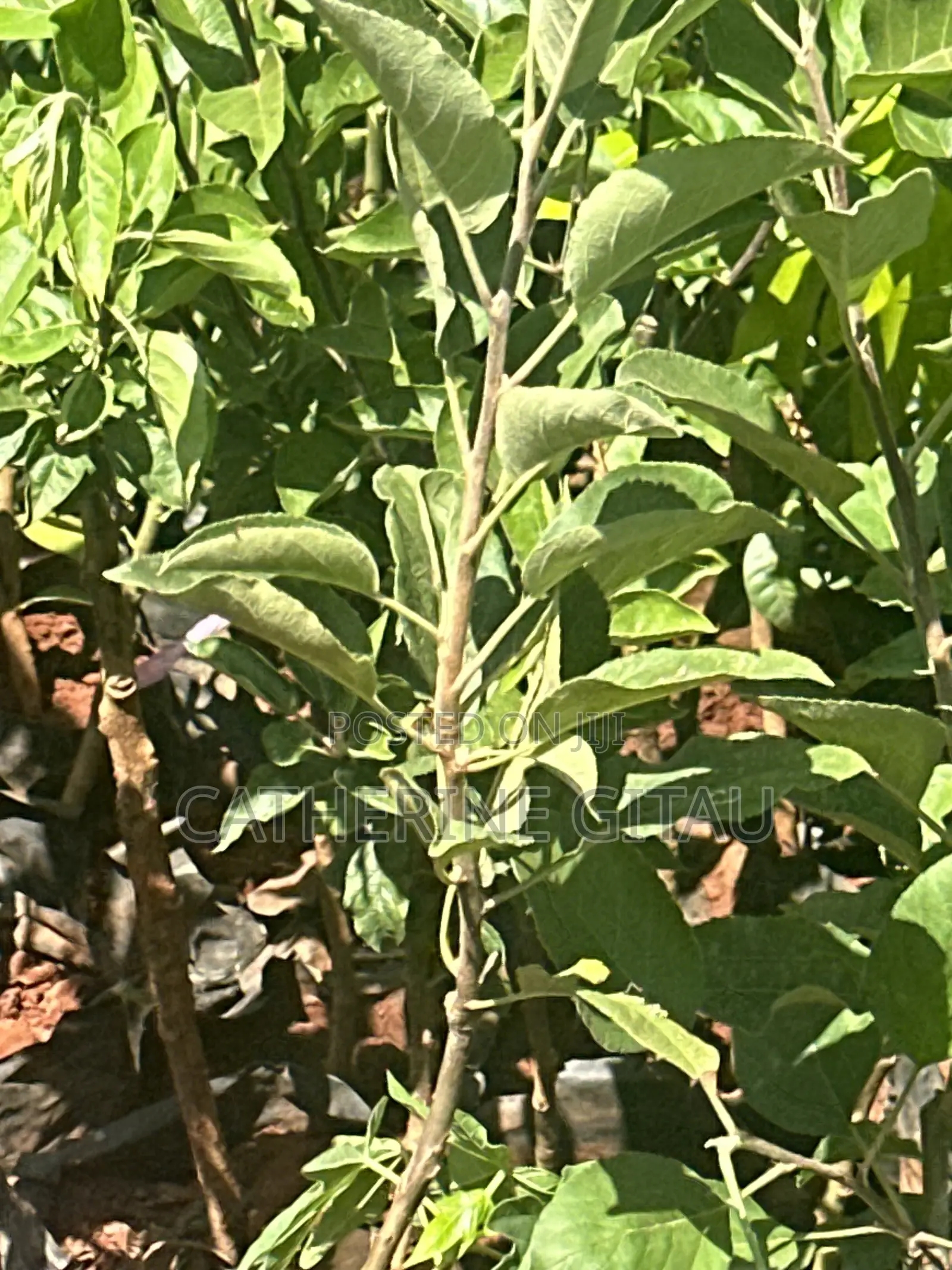 Wambugu Apple Seedlings