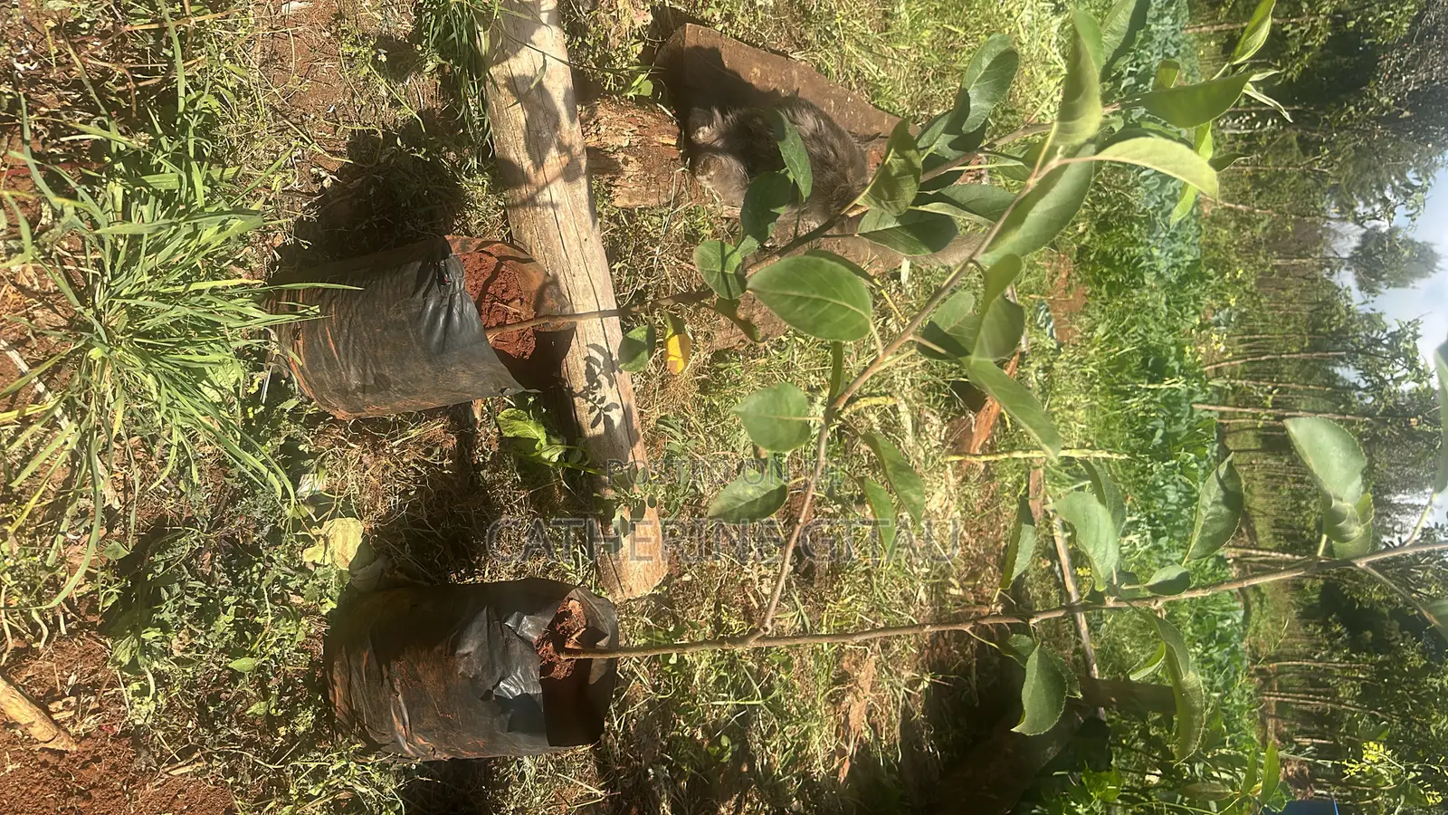 Wambugu Apple Seedlings