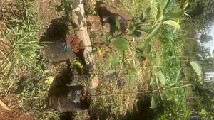 Wambugu Apple Seedlings