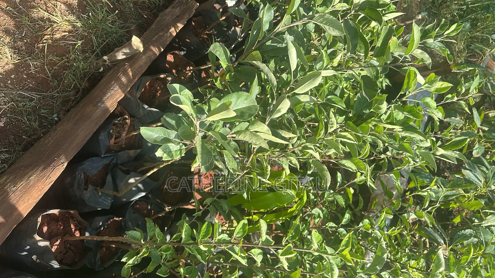 Wambugu Apple Seedlings