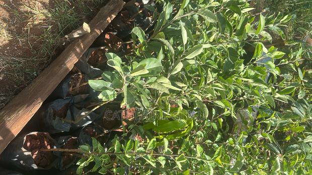 Apple Seedlings - thumbnail 3