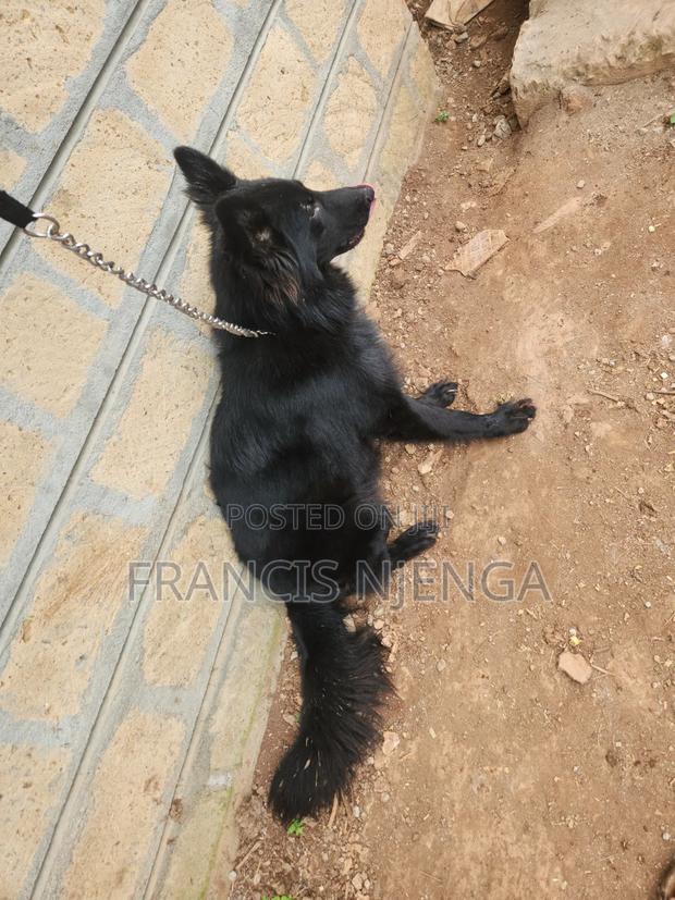 1+ year Male Purebred German Shepherd - thumbnail 2