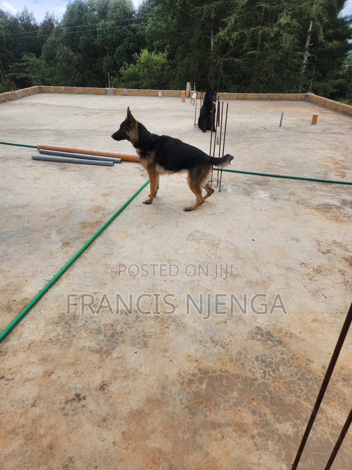 1+ year Female Purebred German Shepherd