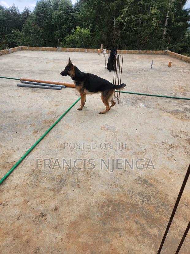 1+ year Female Purebred German Shepherd