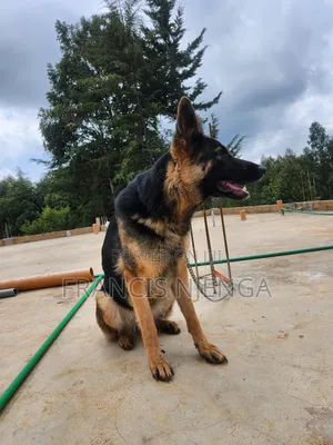 1+ year Female Purebred German Shepherd