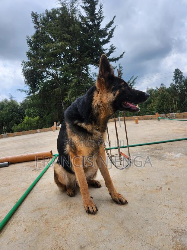 1+ year Female Purebred German Shepherd - thumbnail 2