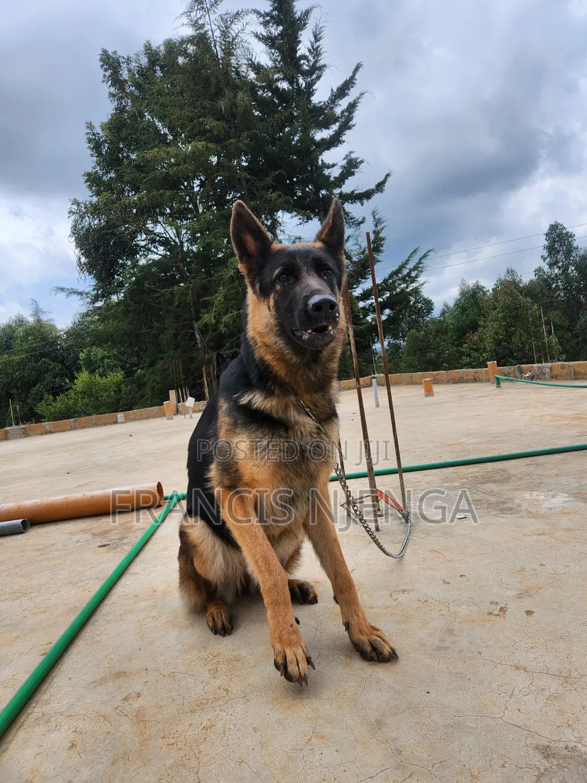1+ year Female Purebred German Shepherd