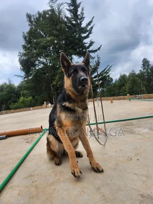 1+ year Female Purebred German Shepherd