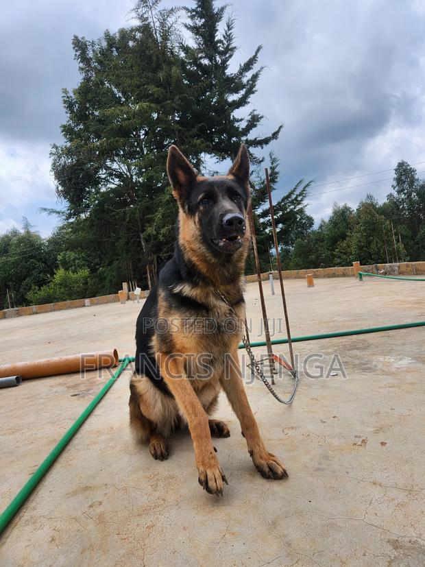 1+ year Female Purebred German Shepherd - thumbnail 3