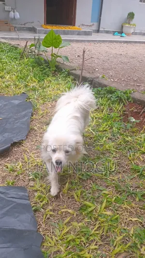 3-6 months Female Purebred Japanese Spitz
