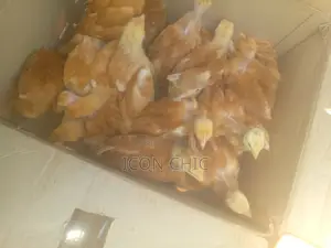 Improved Kienyenji Kenbro F1 Chicks