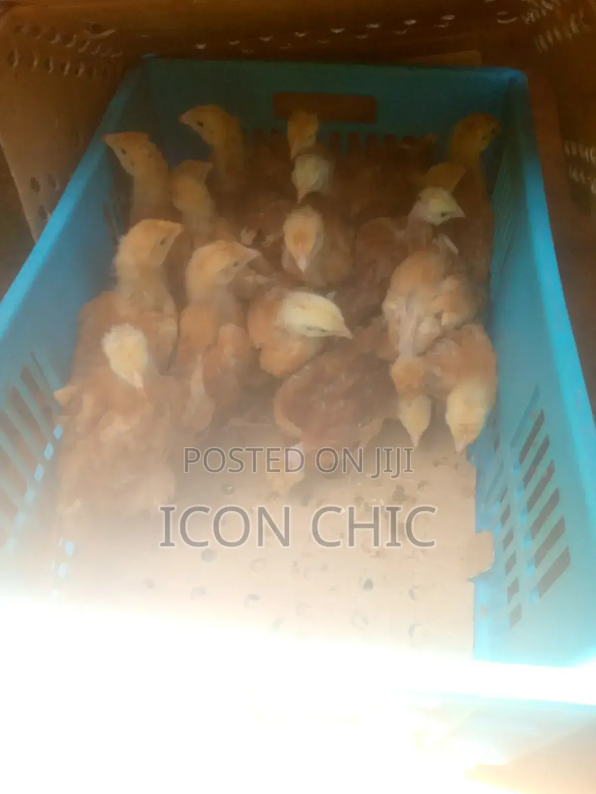 Improved Kienyenji Kenbro F1 Chicks