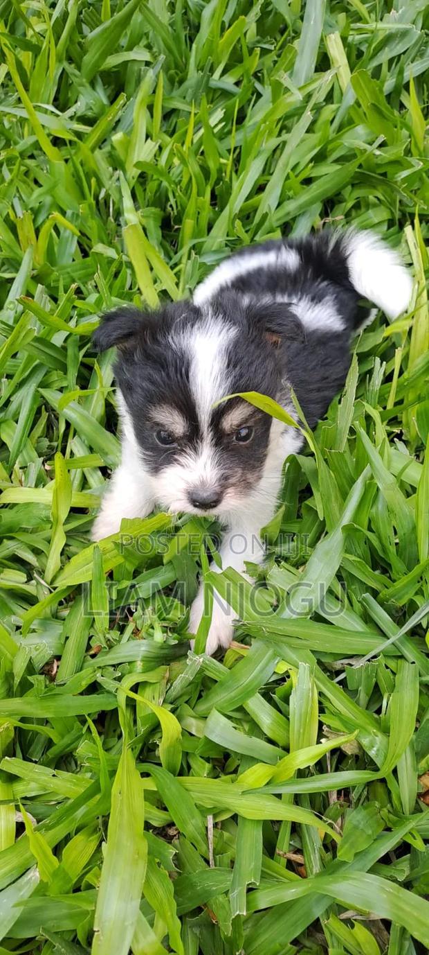 1-3 months Male Mixed Breed Maltese