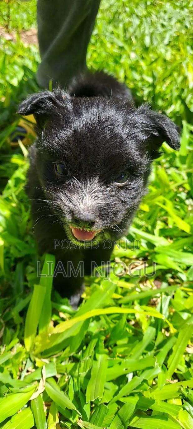 1-3 months Female Mixed Breed Maltese