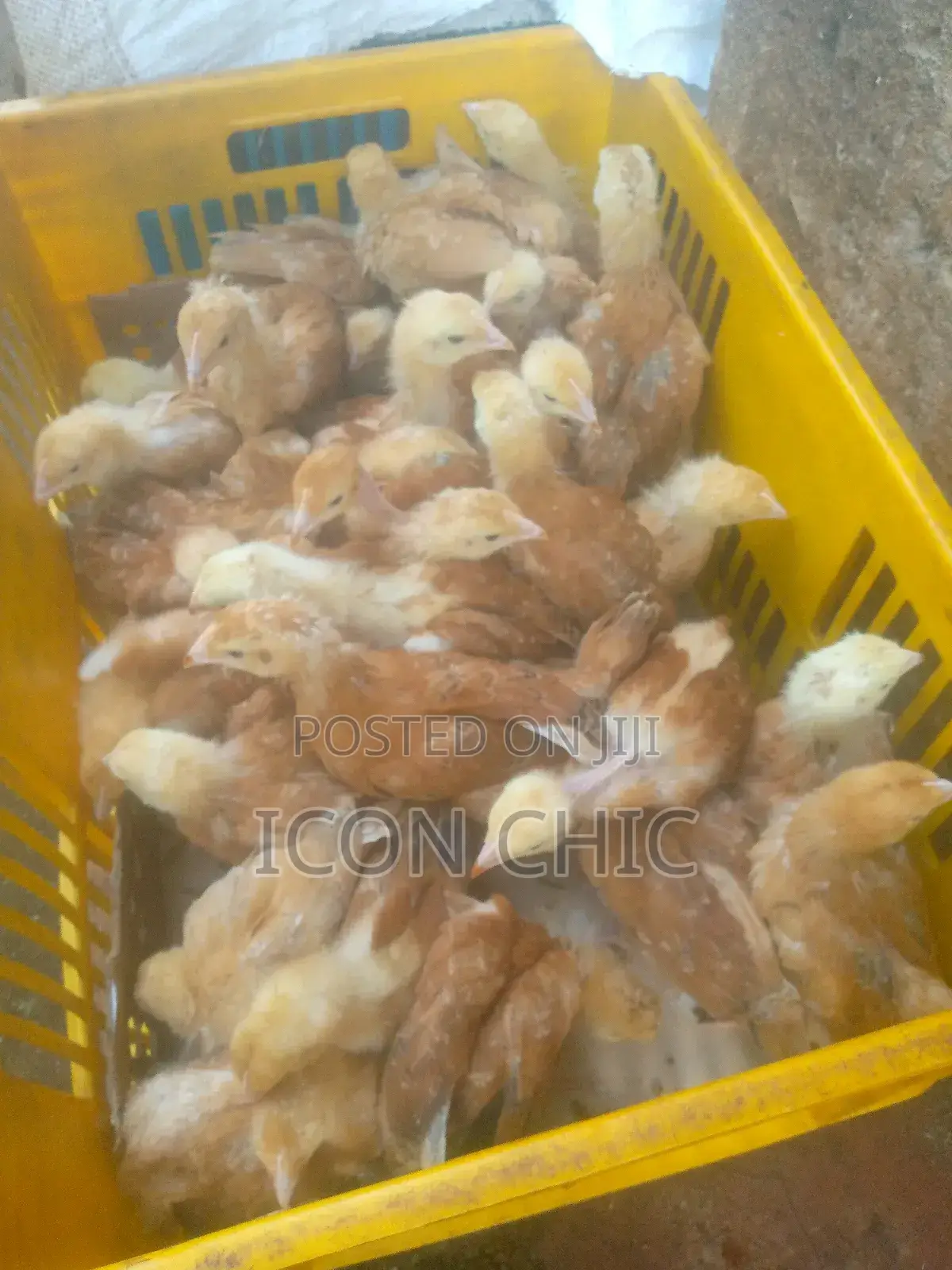 Improved Kienyenji Kenbro F1 Chicks