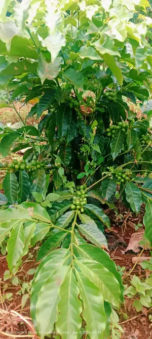 Coffee Seedlings