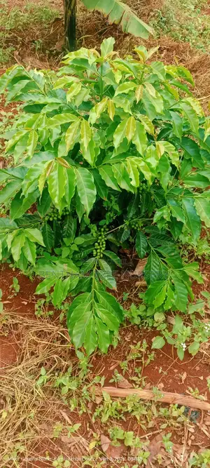 Coffee Seedlings