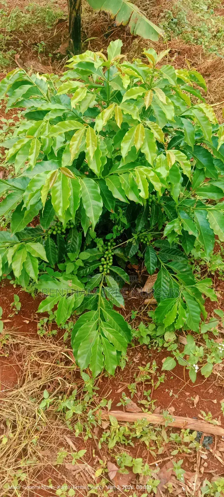 Coffee Seedlings