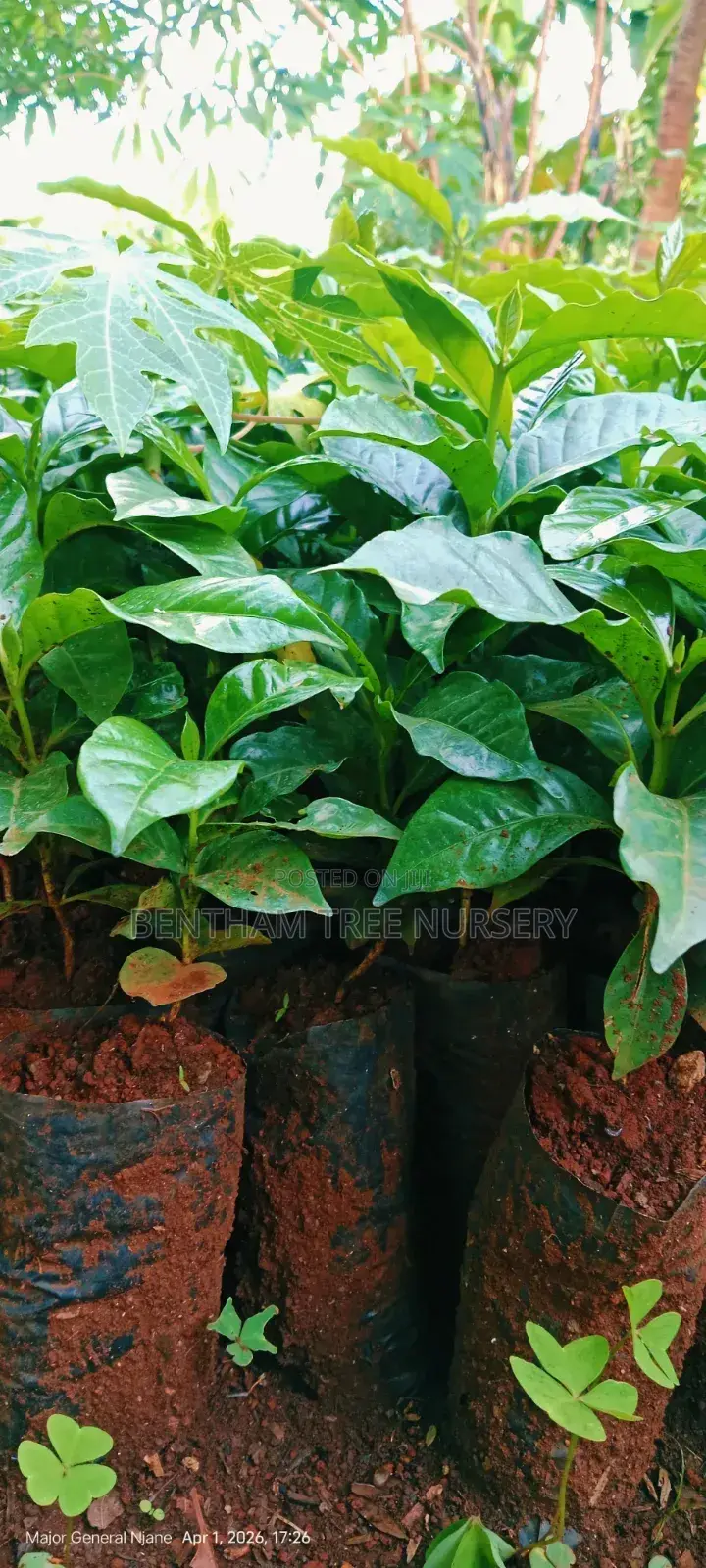 Coffee Seedlings